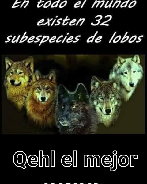 El lobo estepario de Herman Hess  creador de Qehl