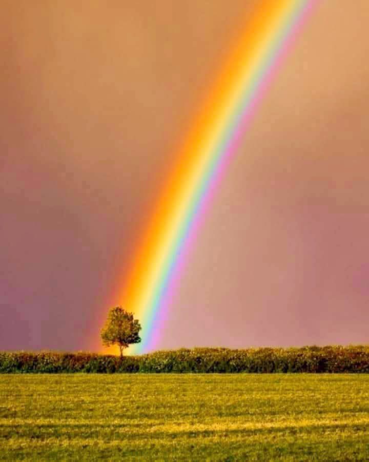 Enero del 2026 a&ntilde;o del caballo y sorpresas con llapitas